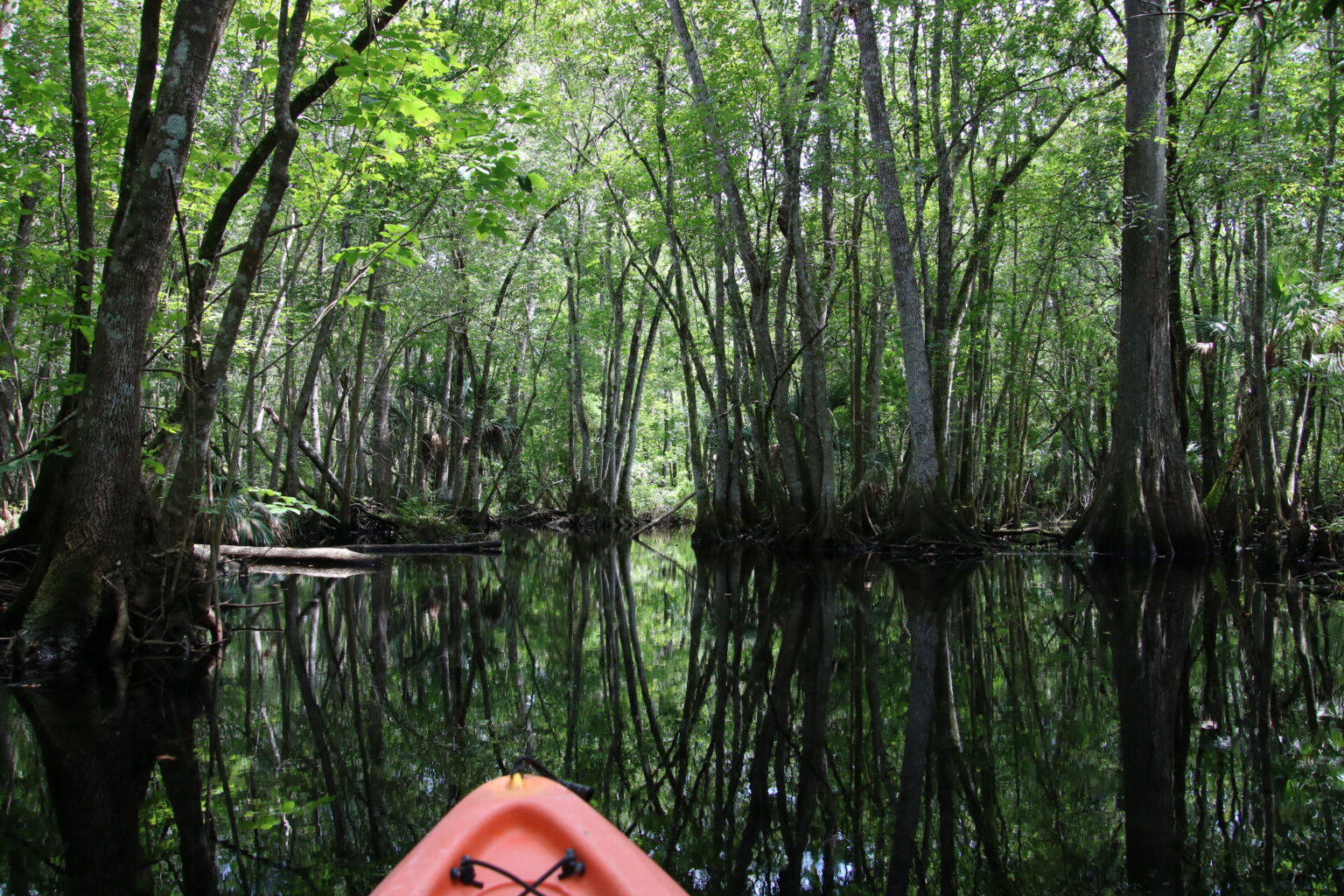 Friends of the Wekiva River (FOWR) Black Water Creek Paddle Wekiva
